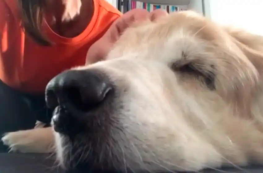 El conmovedor video de una periodista rosarina que mostró la muerte de su mascota