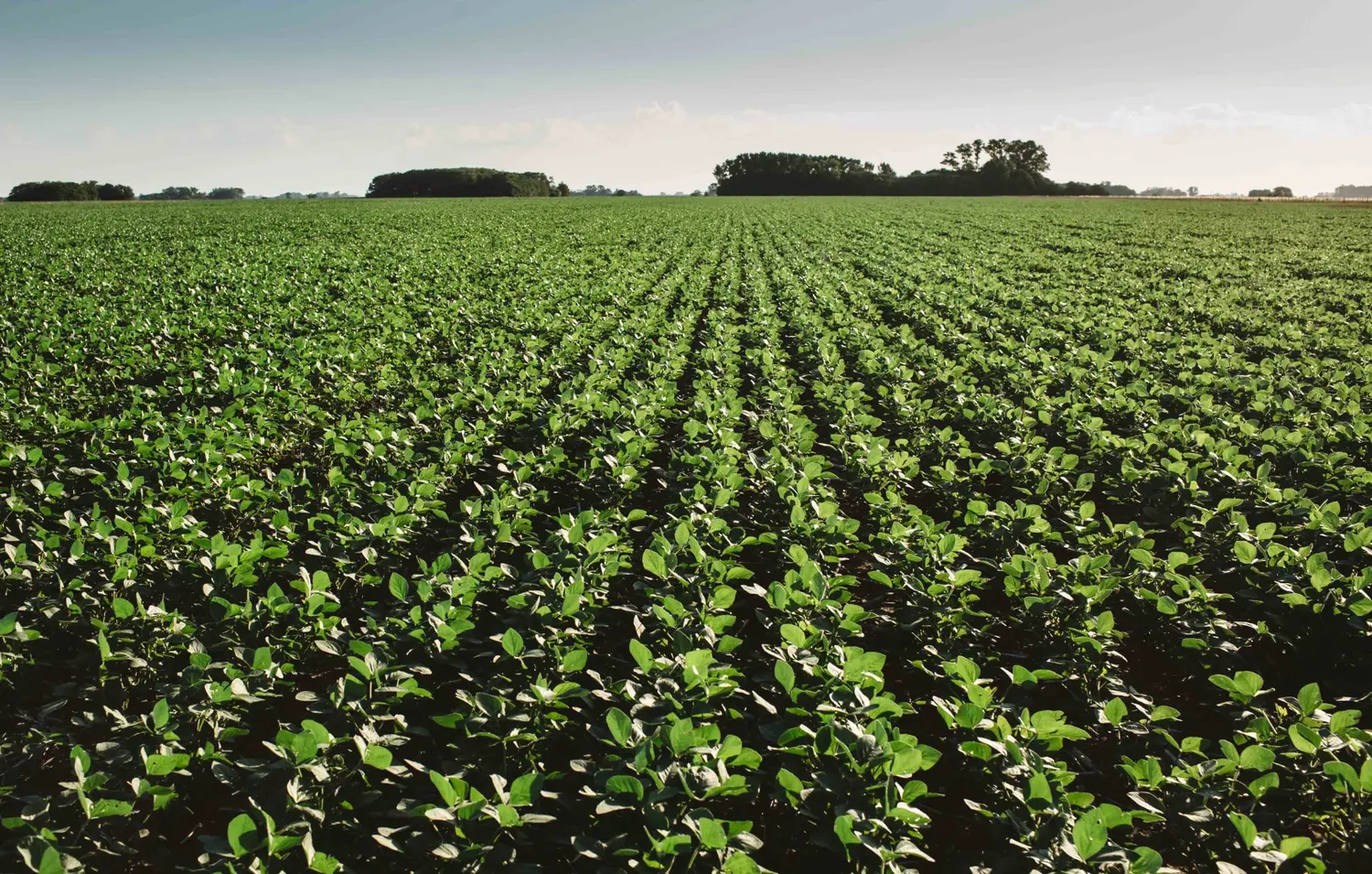 Soja: un mal manejo deteriora la calidad industrial del grano