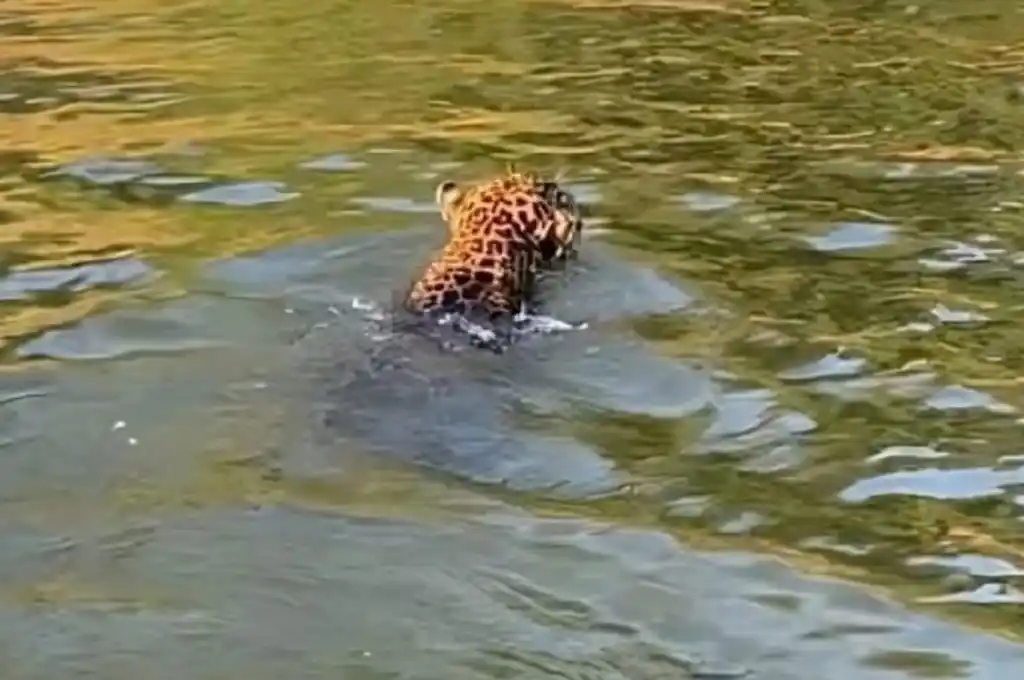 La Red Yaguareté hace hincapié en que el yaguareté no representa un peligro para los humanos.