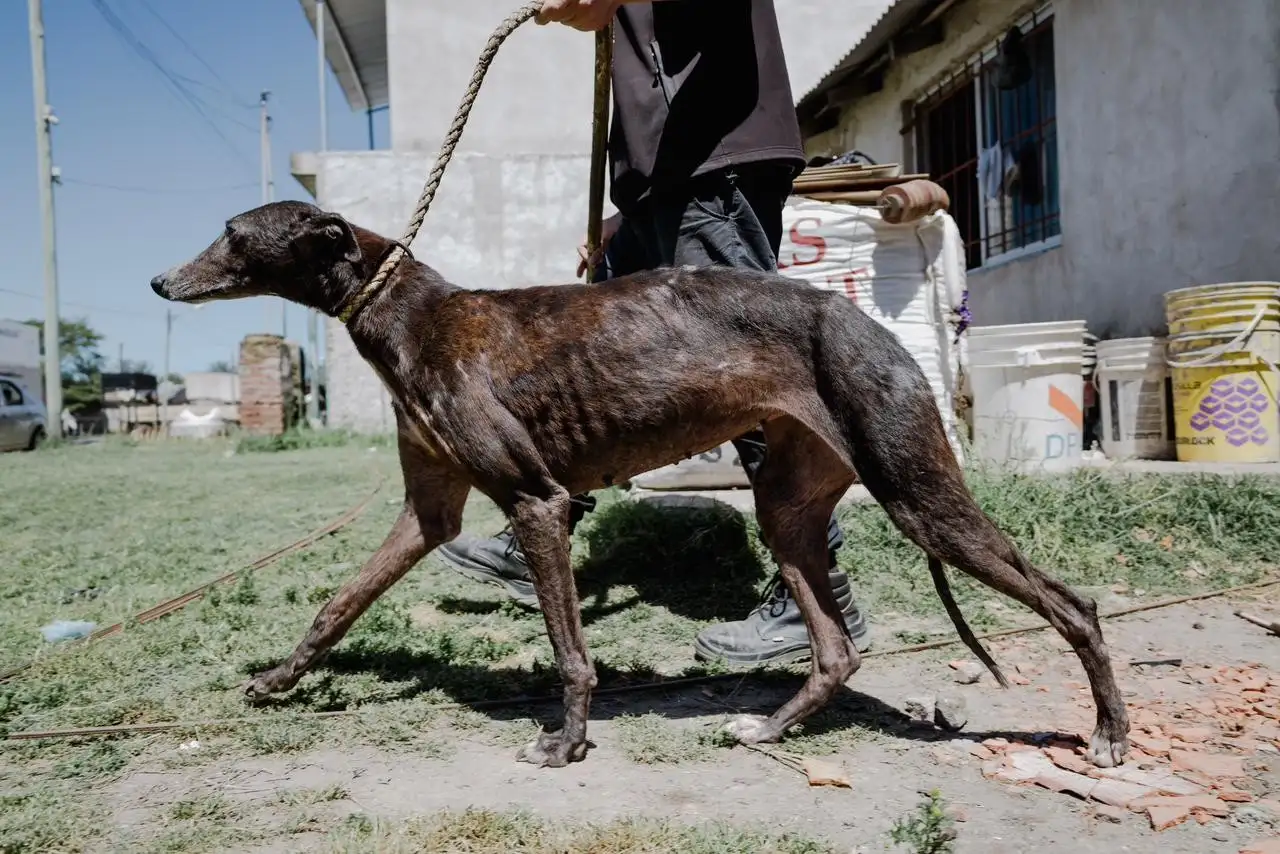 Tres galgos y un caniche fueron rescatados de una vivienda de El Colmenar.