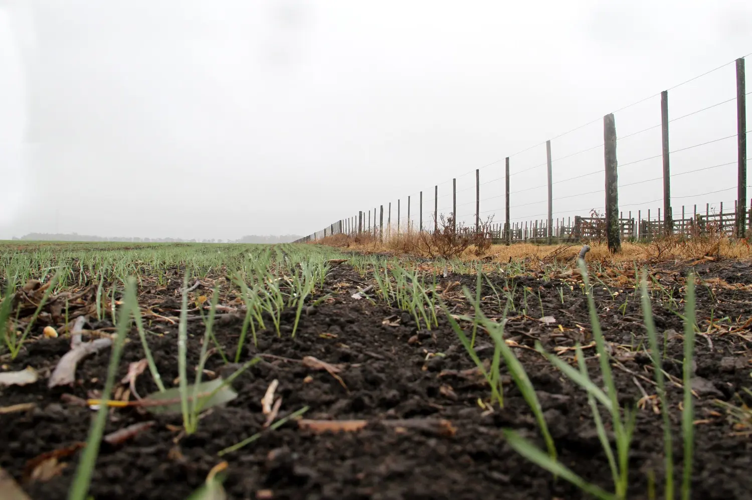 En Tres Arroyos el trigo puede crecer tranquilo