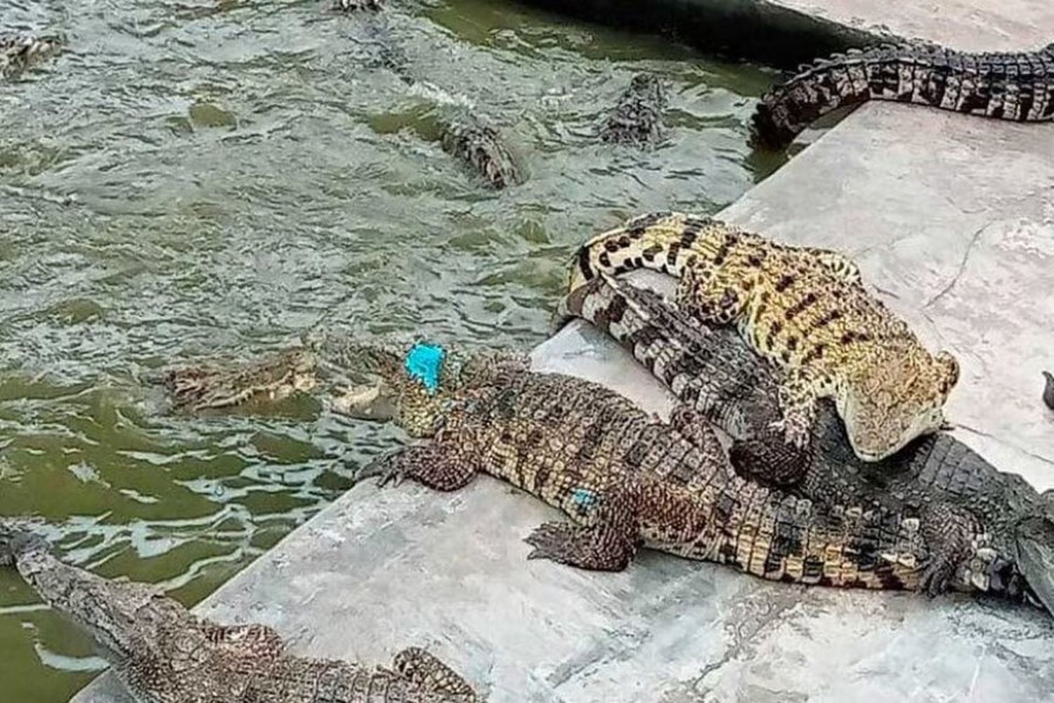 Murió un hombre en Camboya tras ser atacado por 40 cocodrilos