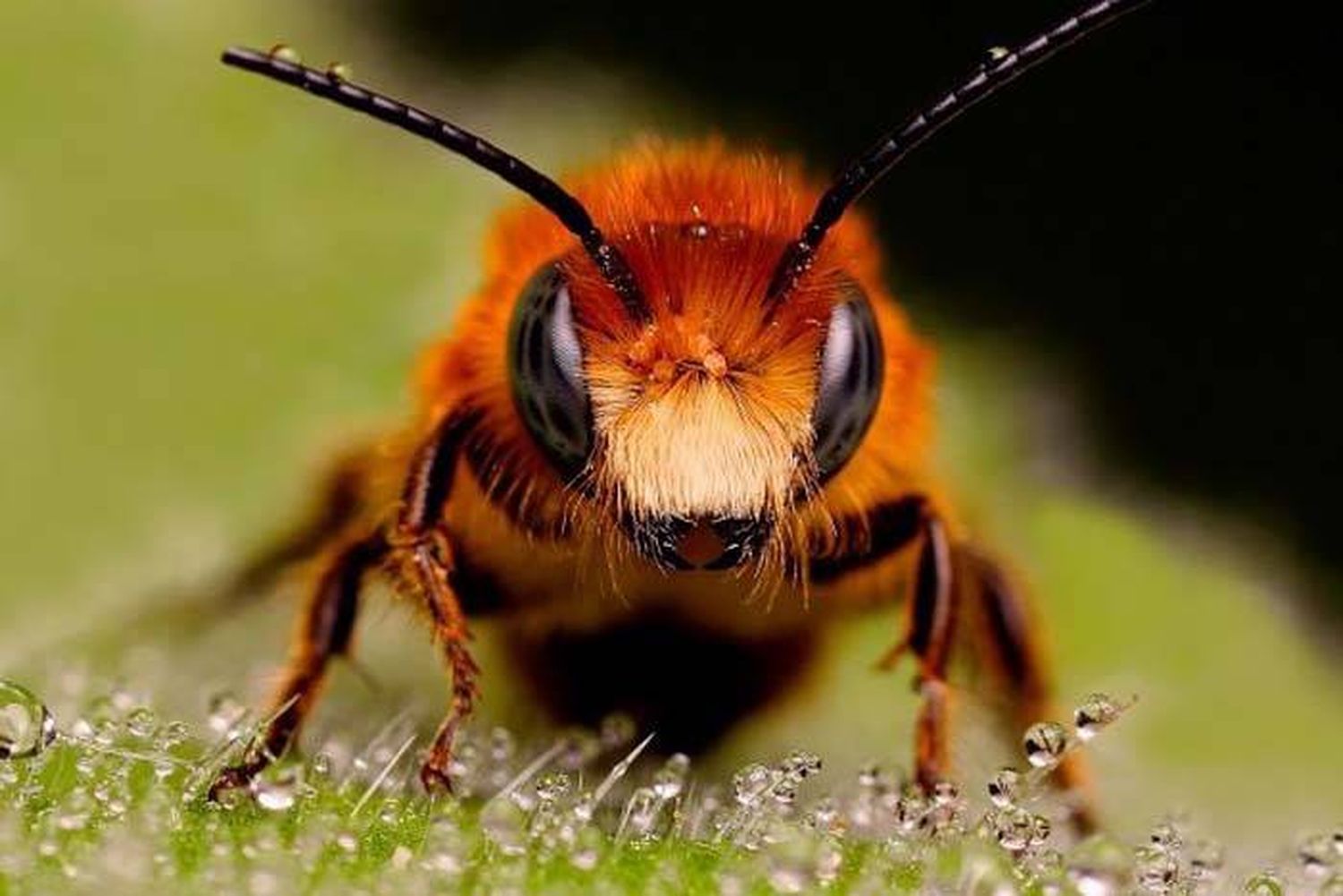 Abejas y medio ambiente