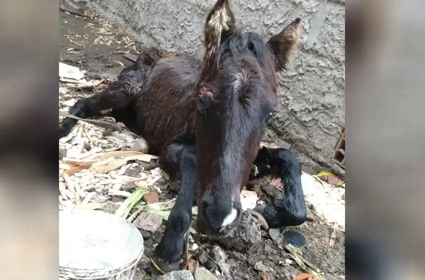 Agonizante y desnutrido: rescataron a un caballo abandonado en un baldío