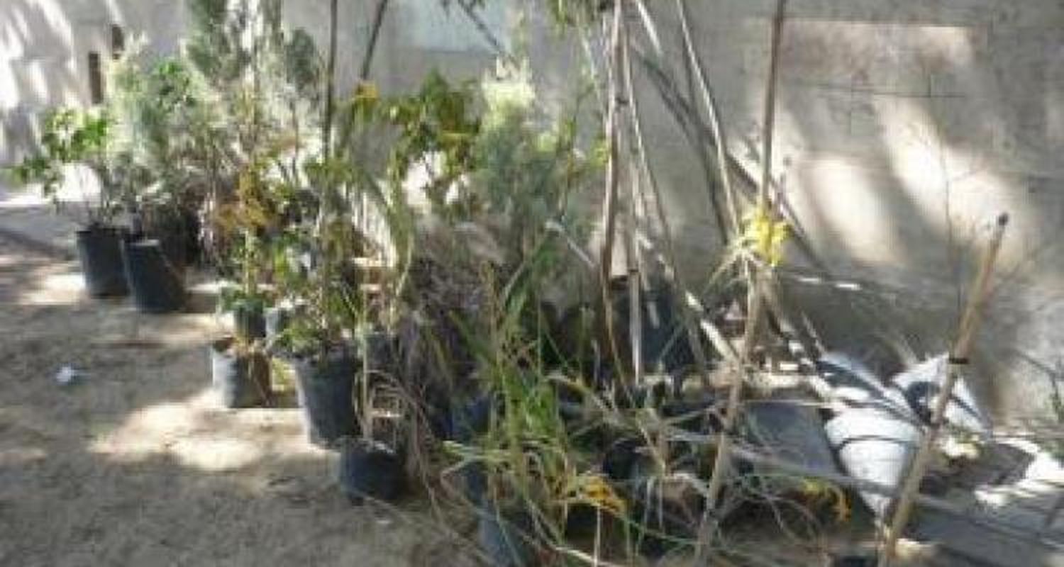 Rescatadas y plantadas