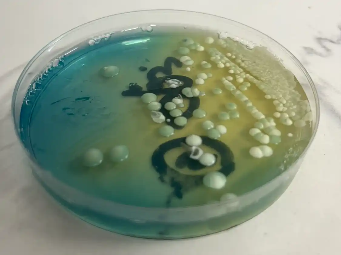 La iniciativa propone por primera vez en el país un estudio a escala nacional para mapear la diversidad microbiológica y su impacto en el terroir.