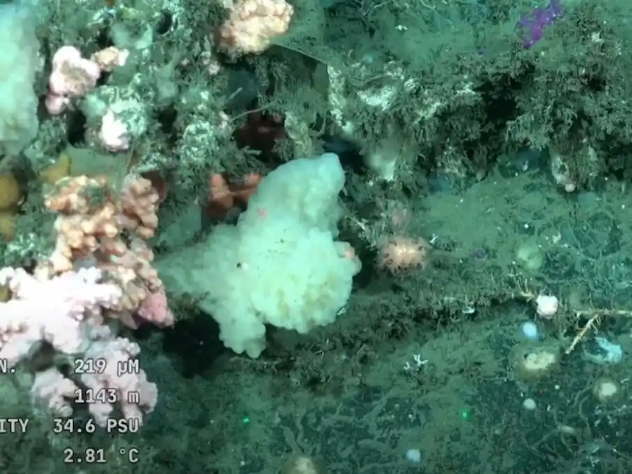 buque científico Uruguay 3