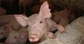Buscan declarar de interés provincial la producción porcina entrerriana