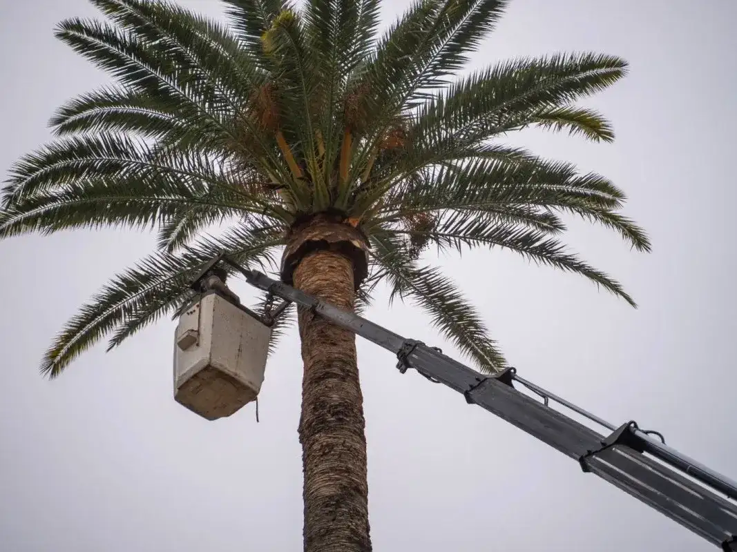 Ultiman detalles para colocar sensores que prevengan la plaga del picudo rojo en las palmeras