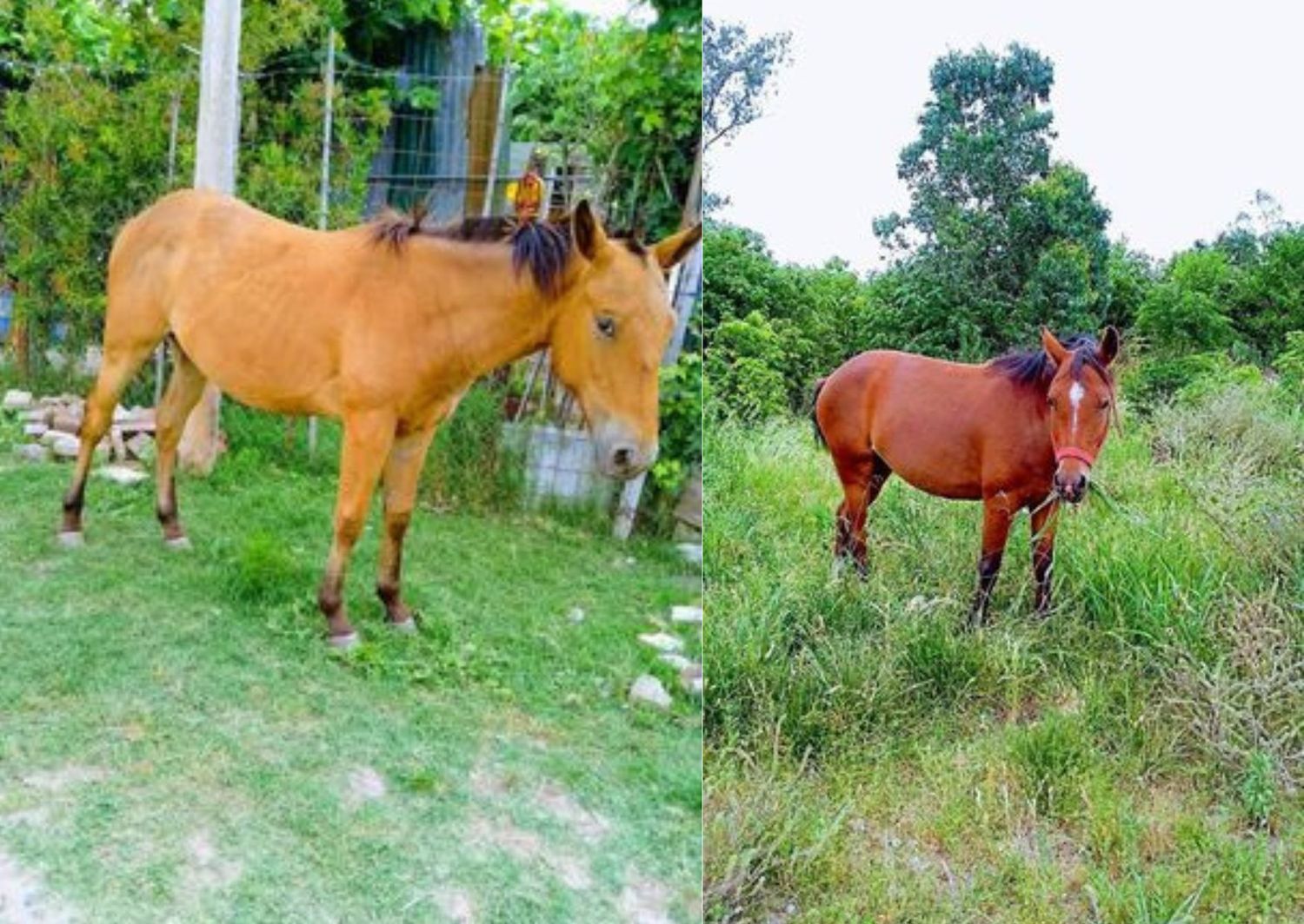 Caballos perdidos: faltan desde el viernes 
