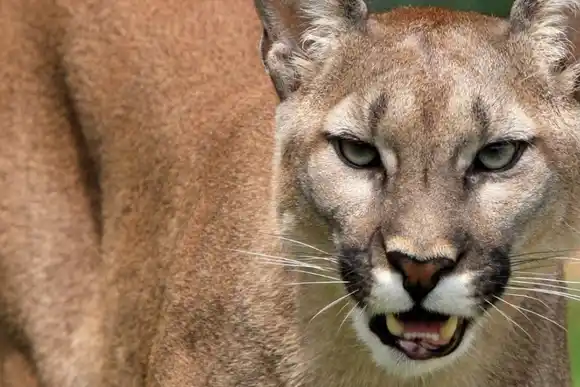 En alerta: un puma mató a un caballo y fue visto cerca de la zona urbana de Alcorta