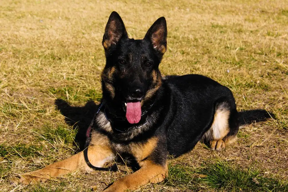 perro