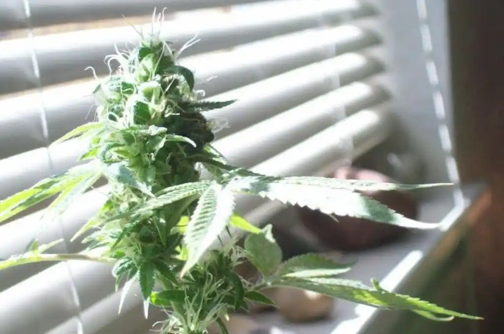 Robó una planta de marihuana de una casa y lo asesinan de un tiro