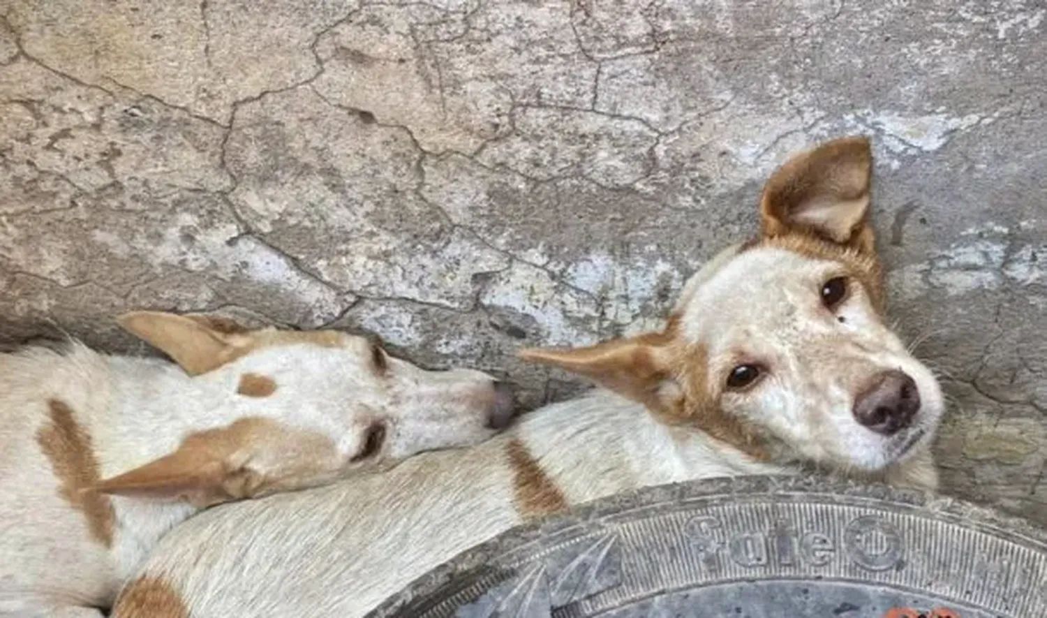 Una mujer sacrificaba perros y gatos para "absorber su energía y no envejecer"