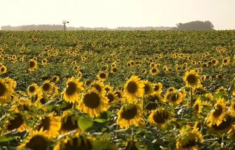 Son tres a dias a pura fiesta en Carlos Casares.