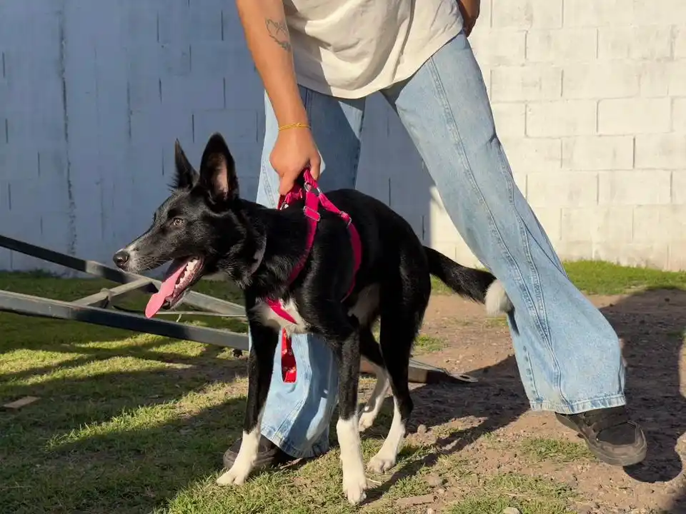 Atención a mascotas en el barrio Santa Fe.