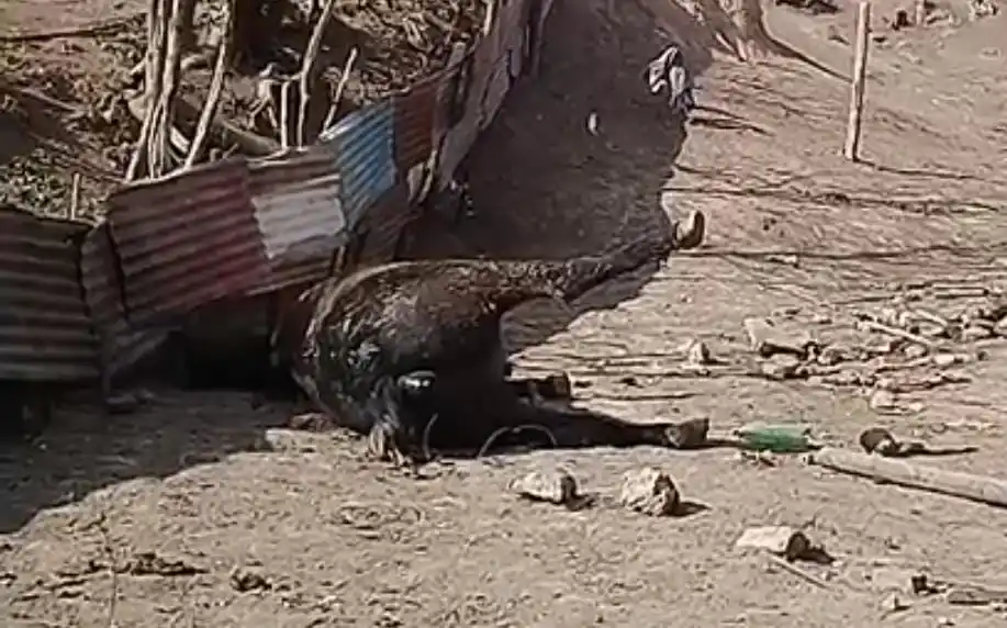 Vecinos de bajada Hansen reclaman por un caballo en descomposición