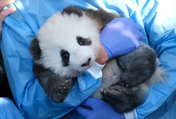 PANDA AMOR, bebé oso es viral en redes sociales