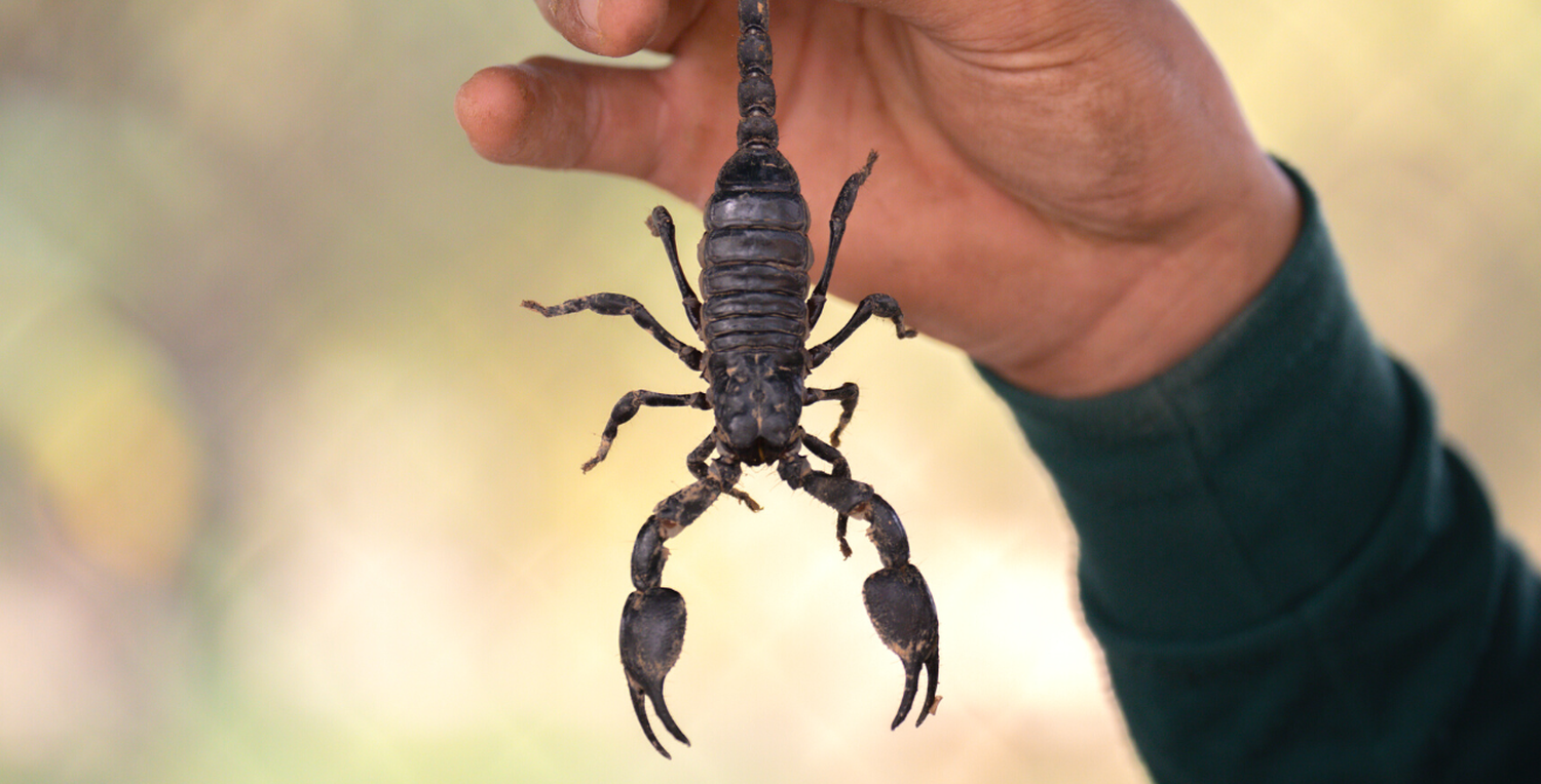 El veneno del insecto le causó la muerte.