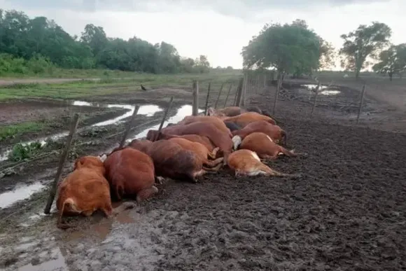 Dolorosa pérdida: un rayo mató a 65 terneros en un corral