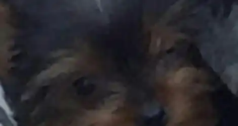 Perrita perdida
