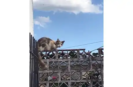 Gatita lastimada