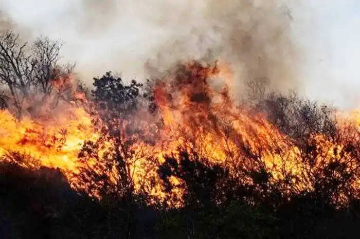 Incendios: Estiman pérdidas por $ 67.317 millones