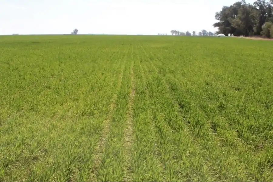 Sequía: afirman que las últimas lluvias provocaron un alivio en el sector agrícola