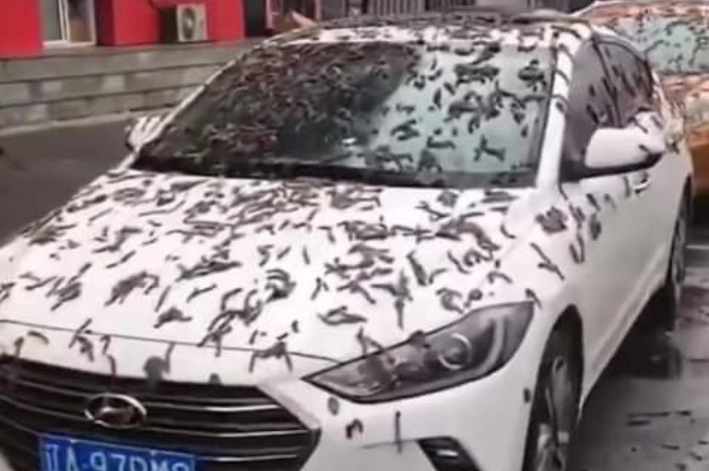 Una misteriosa “lluvia de gusanos” cubrió las calles en China: ¿a qué se debió?