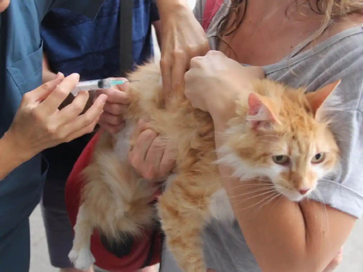 Por el clima suspendieron la jornada de vacunación antirrábica