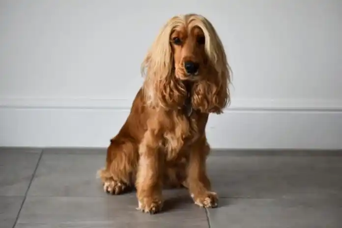 Cocker pelo largo