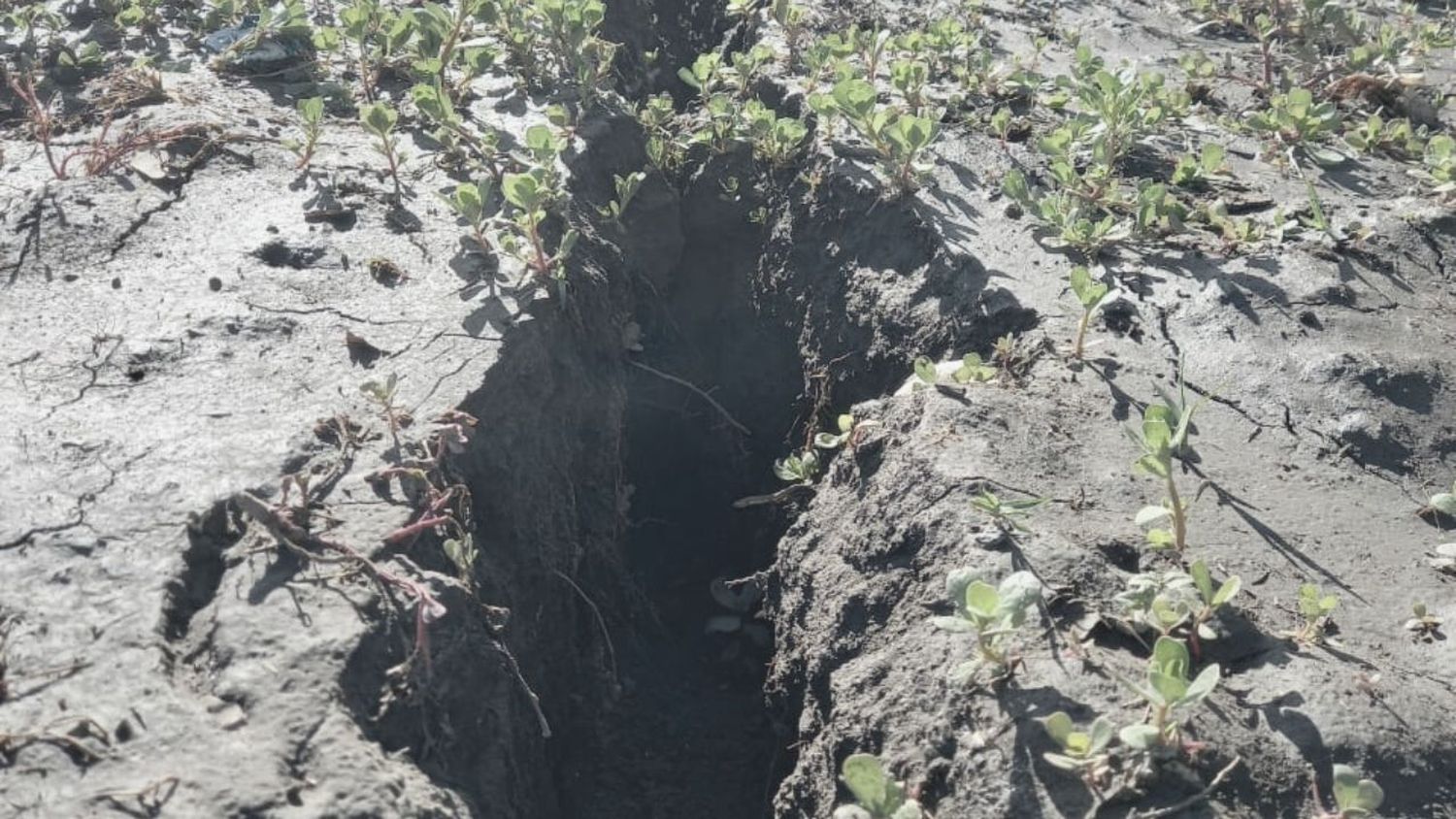 Sequía extrema: productor de Avellaneda grabó un video de las rajaduras de la tierra en su campo