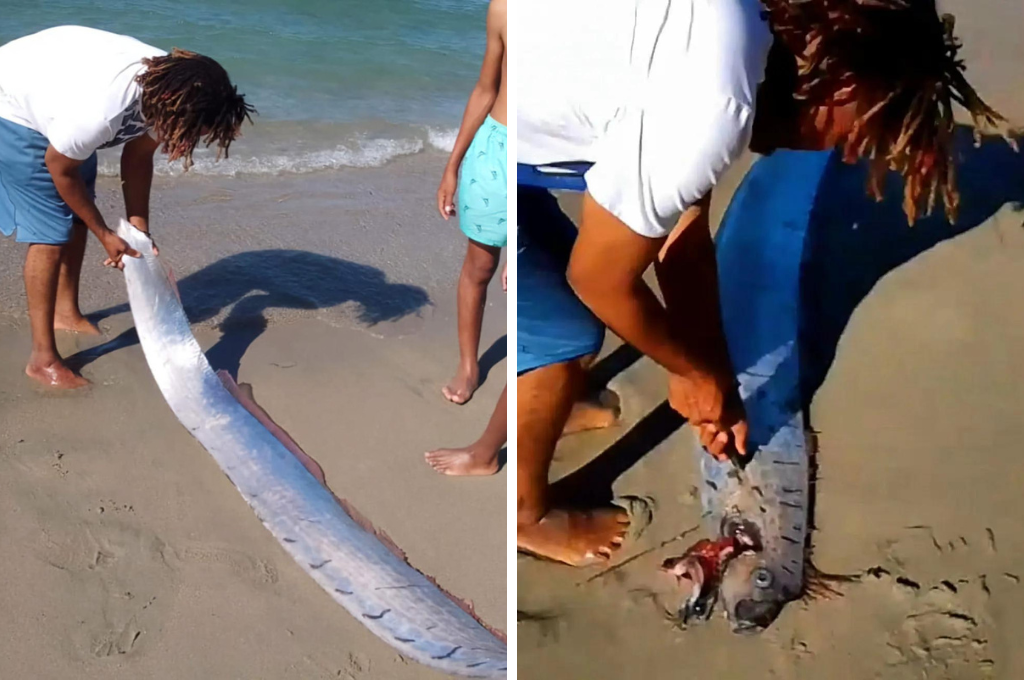 El animal fue hallado en estado moribundo