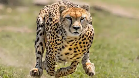 ¿Cuáles son los ANIMALES MÁS RÁPIDOS del planeta?, conócelos a través de un video en 3D que te sorprenderá