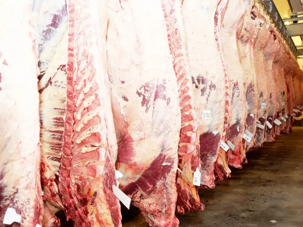 La faena de vacunos repuntó 3,3% en septiembre, pero cayó 11% en un año