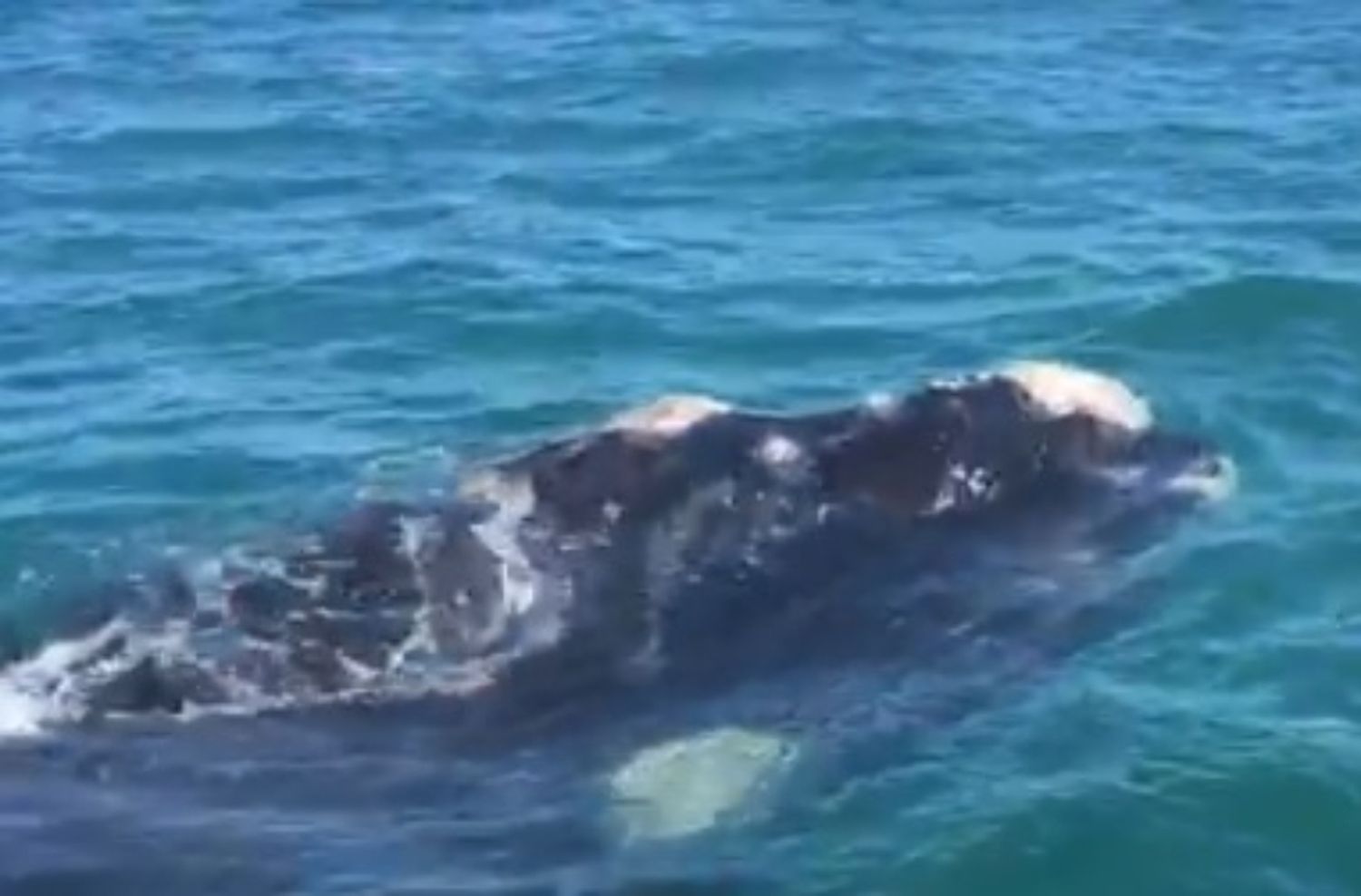 Increíble avistaje de una ballena en la costa marplatense