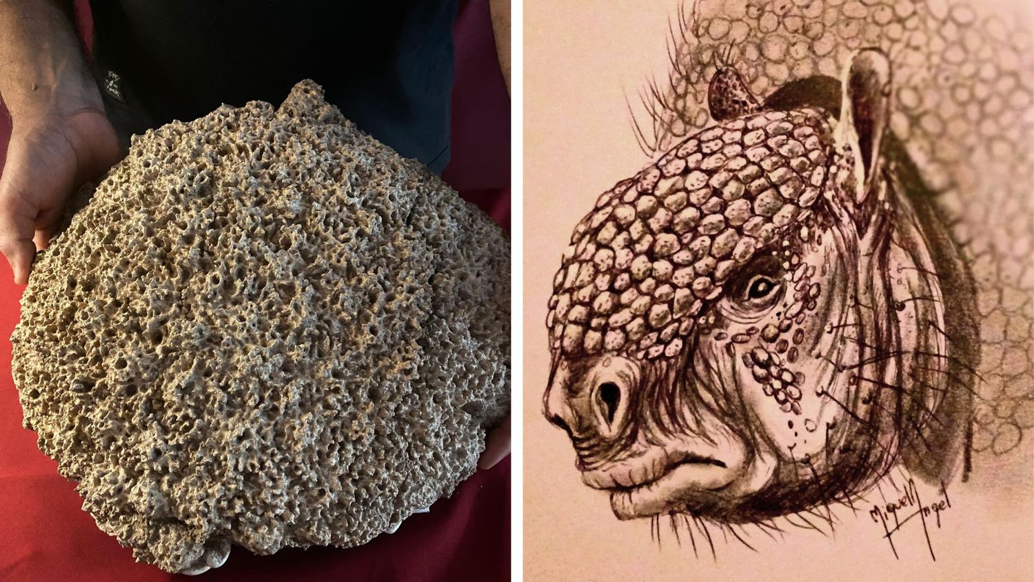 El casquete cefálico completo del armadillo que fue hallado por el Grupo Conservacionista de San Pedro.
