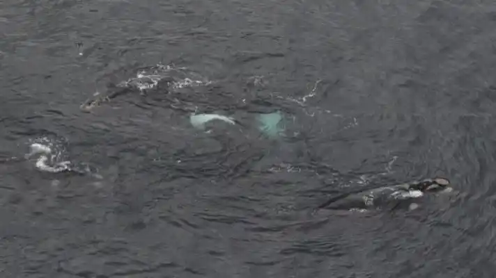 INTENTARON TODO PARA SALVARLA: sacrifican una joven ballena perdida en el río Támesis