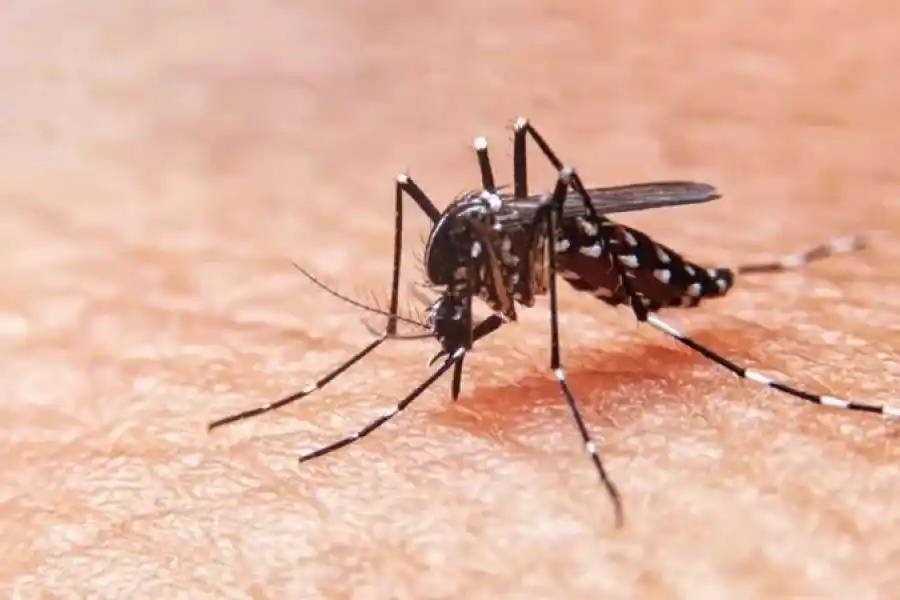 Dengue: tercera semana con descenso de la curva de casos