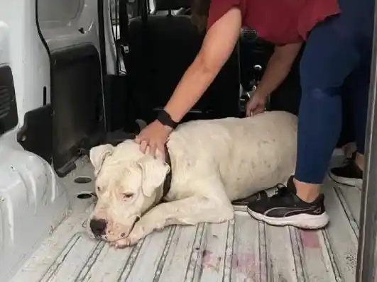 Ordenaron trasladar al dogo que atacó y dejó grave a una nena de 3 años