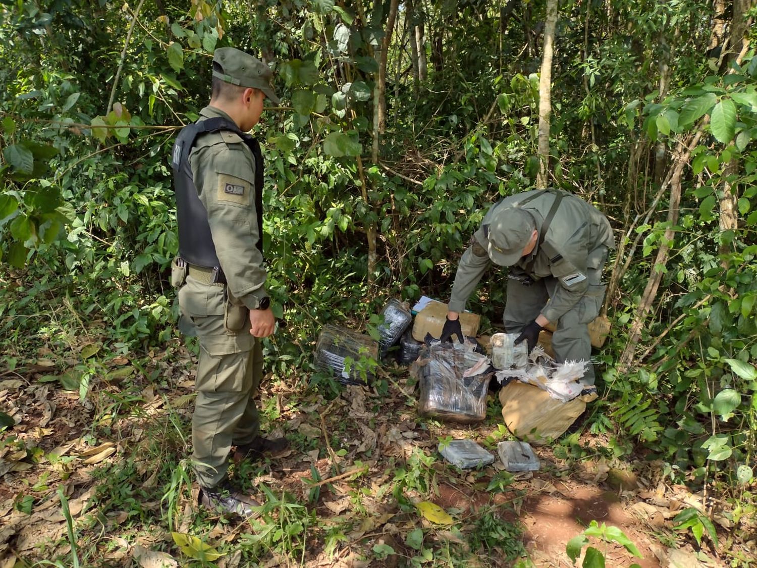 Hallaron 251 kilos de marihuana entre la maleza