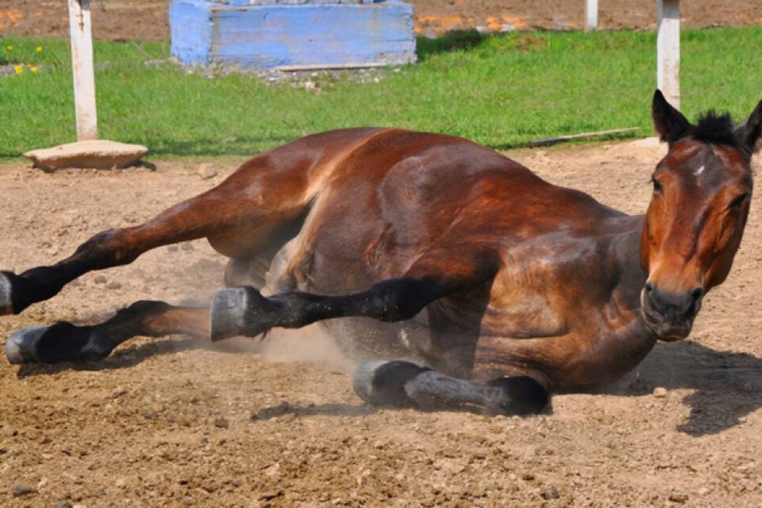 Se encaran acciones preventivas ante la presencia de casos sospechosos de encefalitis equina