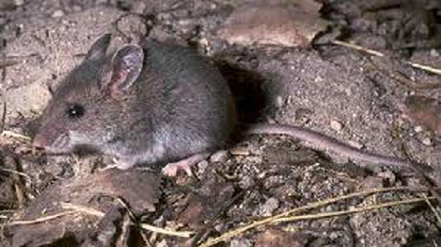 Tres casos de hantavirus fueron confirmados de 46 que habían sido notificados 