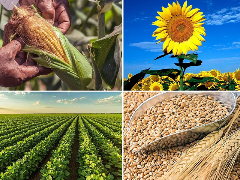 Con una “Niña” débil, la campaña agrícola 2025/26 mantiene un alto potencial productivo