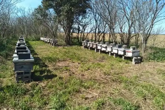 Importante robo de colmenas en la zona rural de Ramona