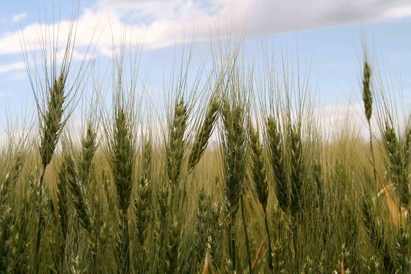 Tres Arroyos se convertirá en la capital científica del trigo