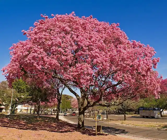 Plantarán lapachos rosados en la zona porturaria de la ciudad 