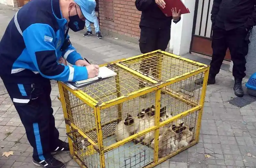 Rescataron a 17 gatos y una perra de un criadero clandestino en San Juan al 2400