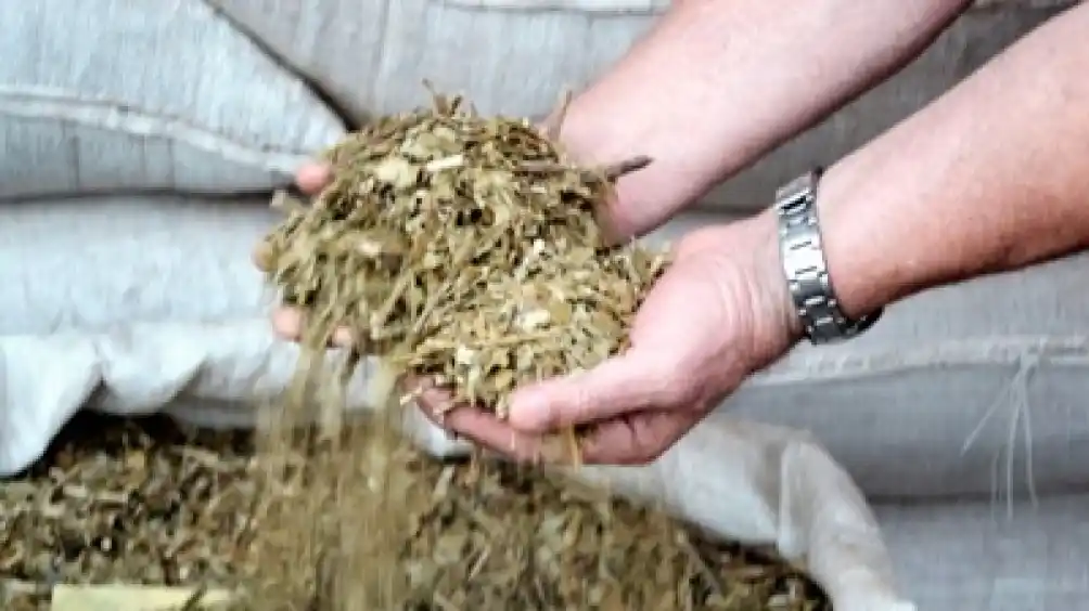 Pequeños productores de yerba se unen para industrializar en Corrientes la hoja verde