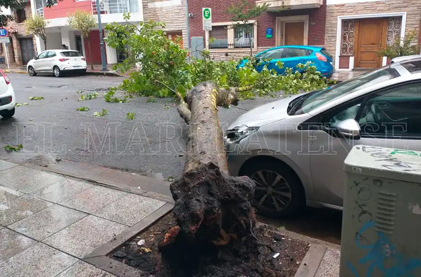 El viento comenzó a complicar: dos autos con roturas por caída de un árbol